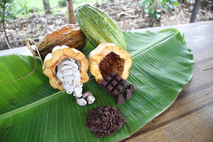 Organic chocolate tour  - Photo 1 of 12